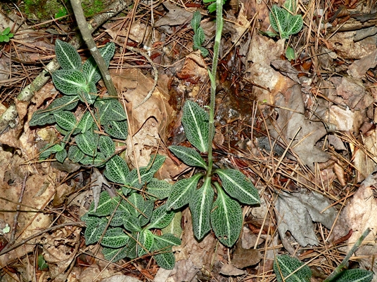 {Goodyera pubescens}